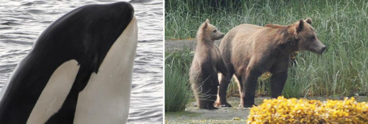 British Columbia - Orcas and Bears