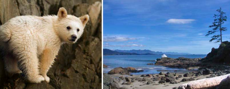 British Columbia - Baby bear and rugged beach