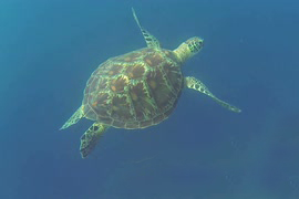 About Us - Turtle overtaking us on Atlantic crossing