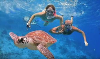 Snorkeling see underwater wildlife - turtles